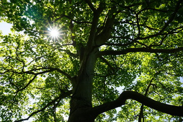 Under The Tree. Sun rays comes through the leaves of  spring green tree 
