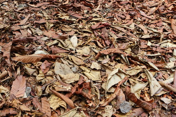 Fallen Leaves