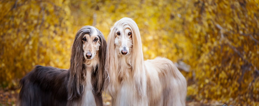 Two dogs, beautiful Afghan greyhounds, portrait, against the background of the autumn forest, are looking at the camera.