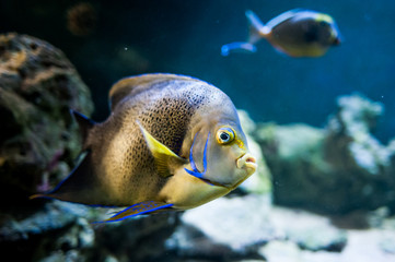Fototapeta na wymiar Pomacantbus asfur, arabian angelfish, Fish swimming in the ocean, against a background of corals