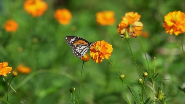 Colorful butterfly feed  on nectar from  flower,side view.
Butterfly common tiger sucking sweet with proboscis from yellow tropical flowering plant,slow motion hd video.
