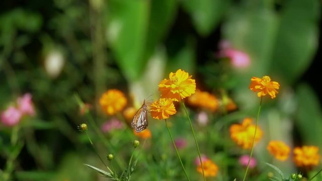 Colorful butterfly feed  on nectar from  flower,side view.
Butterfly common tiger sucking sweet with proboscis from yellow tropical flowering plant,slow motion hd video.
