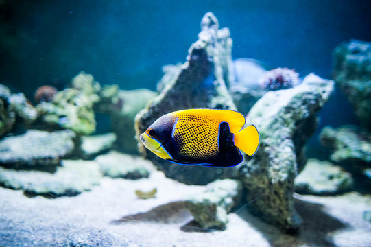 pomacanthus navarchus, majestic angelfish, Fish swimming in the ocean, against a background of corals