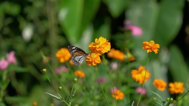 Colorful butterfly feed  on nectar from  flower,side view.
Butterfly common tiger sucking sweet with proboscis from yellow tropical flowering plant,slow motion hd video.
