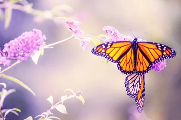 Crédence de cuisine en verre imprimé Papillon Papillon sur une fleur lilas. Le papillon le plus célèbre d& 39 Amérique du Nord est le daid du monarque. Photo artistique douce.