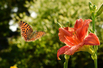 Schmetterling 447 © K.-U. Häßler
