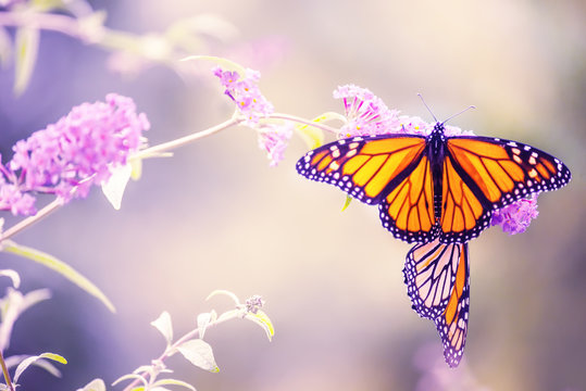 Butterfly on a lilac flower. The most famous butterfly of North America is the monarch's daaid. Gentle artistic photo.
