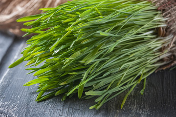 shoots of oats on a wooden background