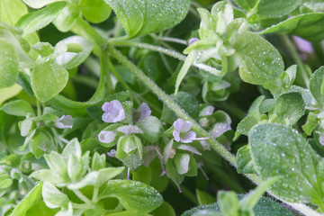 Fresh Organic Oregano, macro, selective focus