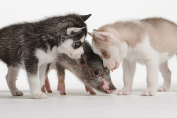 Little pink piggy with gray spots and two young husky puppies on white background in Studio