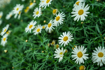 Wall of Daisies