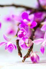 Fototapeta na wymiar beautiful purple orchid on white background.