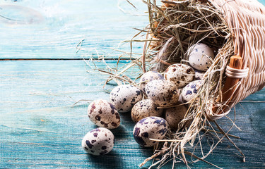 Obraz premium quail eggs in nests
