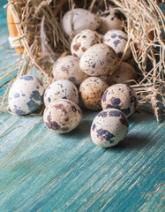 Obraz premium quail eggs in nests