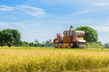 Combine harvester in action on rice field. Harvesting is the process of gathering a ripe crop