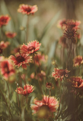 Being in full bloom. Flowering plants. Flowers in blossom. Blossoming flowers on nature landscape. Idyllic summer nature. Wild flowers on summer field. Beauties of nature, vintage filter