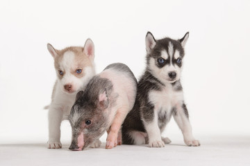 Little pink piggy with gray spots and two young husky puppies on white background in Studio