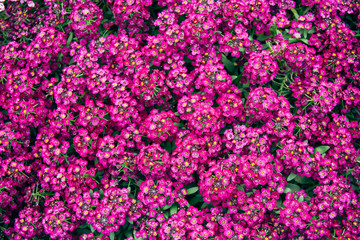 Obraz premium Beautiful Purple Catharanthus Roseus Fowers, Texture and Background
