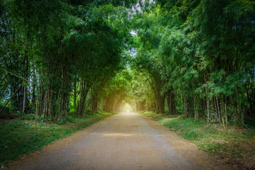 background of Bamboo tunnel