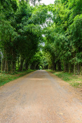 Fototapeta premium background of Bamboo tunnel