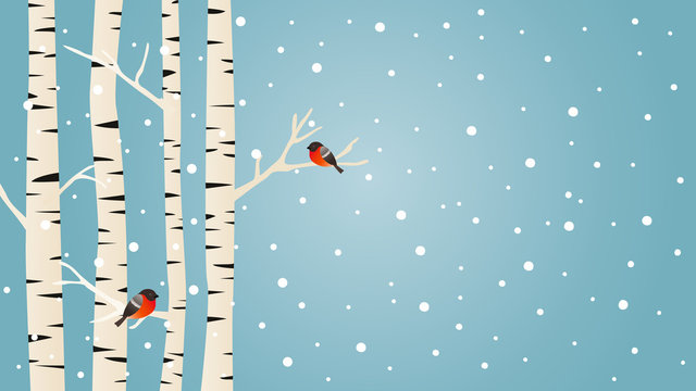 Snowy birch trees and Bullfinches birds, winter vector background © Lucie