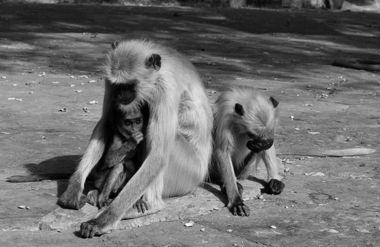Singes, Mandore Garden, Jodhpur, Rajasthan, Inde