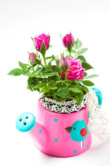 pink roses in a watering can.