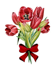 Illustration of watercolor hand drawn bouquet of colorful red tulips with bow isolated on white background.Spring flowers. 8 March. Template for label, greeting post card for Women's Day.
