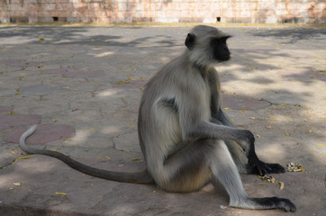 Singe, Mandore Garden, Jodhpur, Rajasthan, Inde
