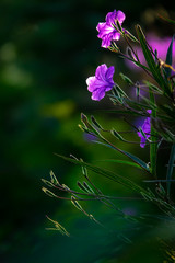 Obraz premium Purple flowers with morning light