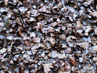 Merry Christmas and Happy New Year card. Leaves with snow.