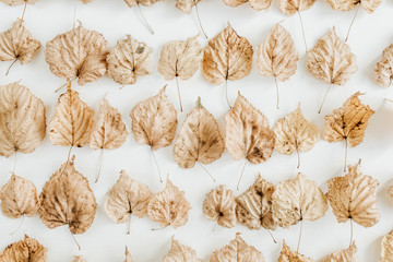Dry fall autumn leaves collage on white background. Flat lay, top view.