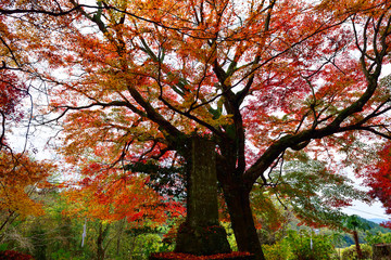 Fototapeta premium 比枝社の紅葉