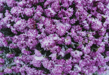 Obraz premium Purple flowers are covered in the morning with frost. Winter cold.