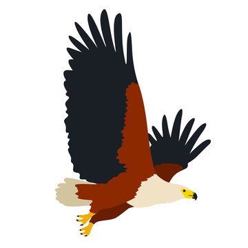 Un aigle royale en plein vol, emblème des États-Unis d'Amérique, façon logo