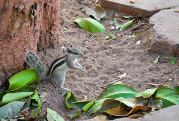 Écureuil, Mandore Garden, Jodhpur, Rajasthan, Inde