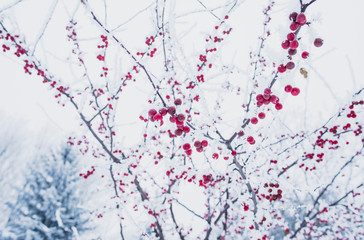 Red berries are covered with frost. Winter beauty. 