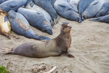 male elephant seals at a meeting place, beach of San Simeon