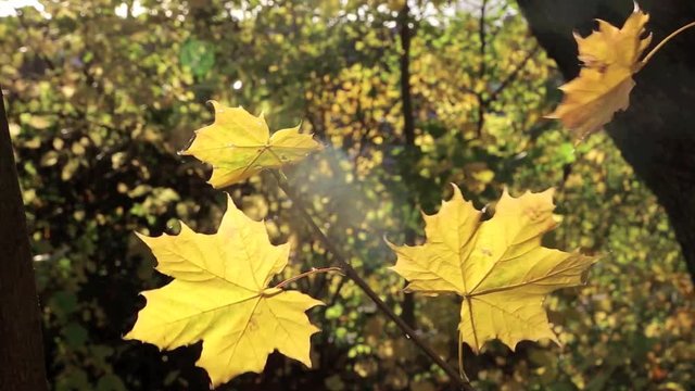 Ahornbaum mit gelben Bl&auml;tter im Herbst, herbstliche Video Footage HD 1080p 25 fps
