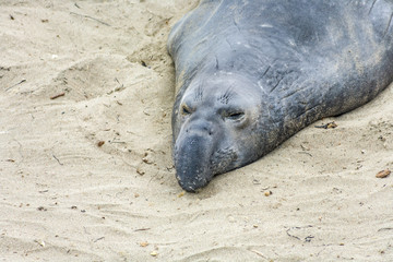 Sealion at a meeting place, beach of San Simeon,