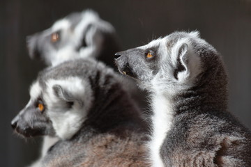 Fototapeta premium エリマキキツネザル