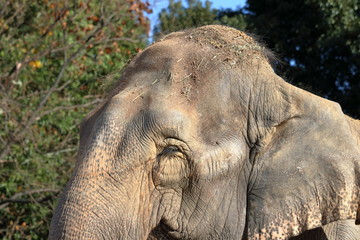 セイロンゾウの頭