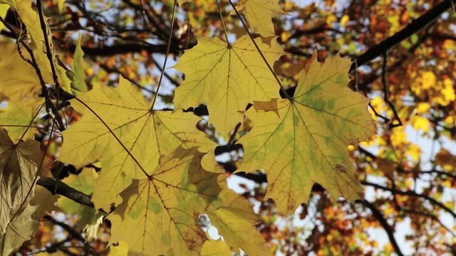 Ahornbaum mit gelben Bl&auml;tter im Herbst, herbstliche Video Footage HD 1080p 25 fps