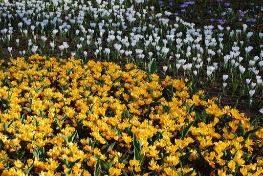 Crocus Orange Monarch and Jenne D'Arc grown in the park. Spring time in Netherlands. 
