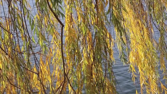 Weide vor bewegter Wasseroberfl&auml;che, full HD 1080p Video Footage 25 fps