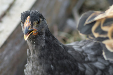 black chicken close up