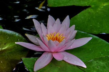 Beautiful pink waterlily or lotus flower with petals with water drops or dew. Close-up. Nymphaea Perry is reflected in the water. Nature concept for design
