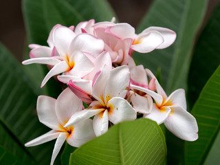 Close up White Plumeria flowers (frangipani tropical flowers) for background