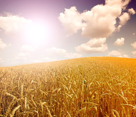 Naklejka premium wheat field at the sunset