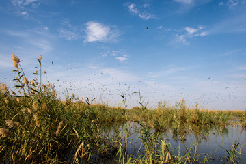 Parc national des oiseaux du Djoudj, Sénégal